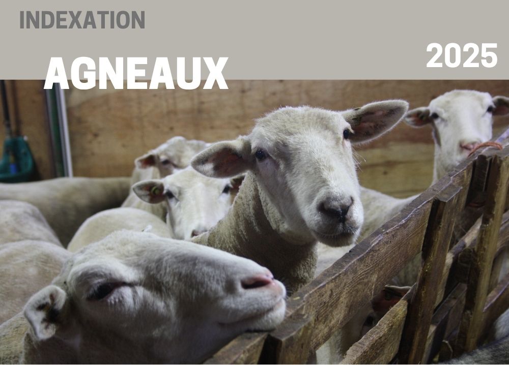 Informations complémentaires : INDEXATION 2025 - AGNEAUX